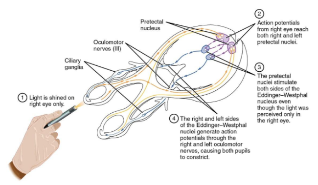 what is the role of brain in reflex action class 10 biology