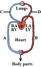 What is the nature of blood passing through blood vessels A, B, C and D ...