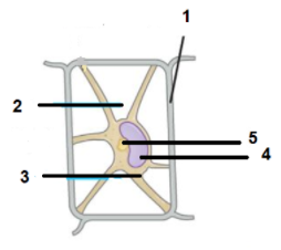 Name any one feature of this plant cell in the given diagram which is ...