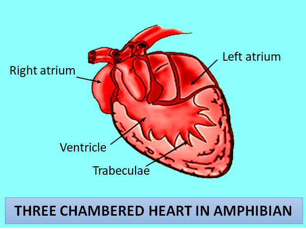 Salamander has a _________ heart(a)2 chambered(b)3 chambered(c)4