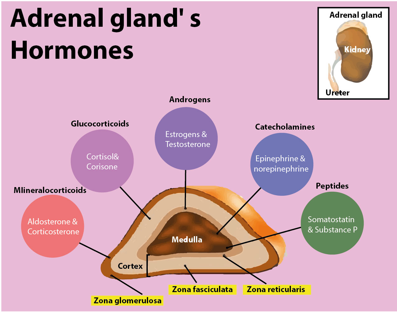 What Is The Function Of The Adrenaline Hormone In The Body 