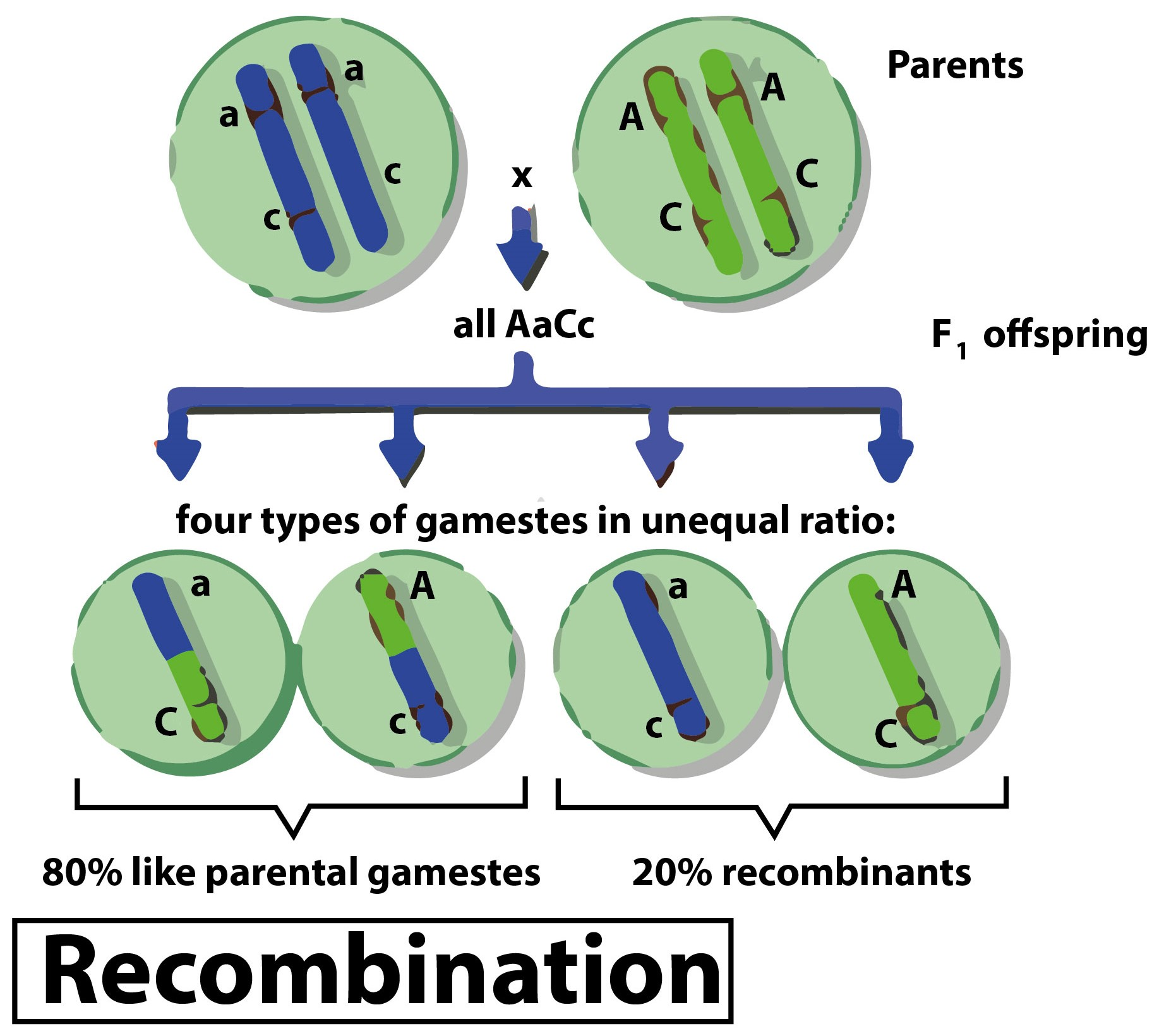 Mendel Could Not Find Recombination And Crossing Over Class 12 Biology Cbse