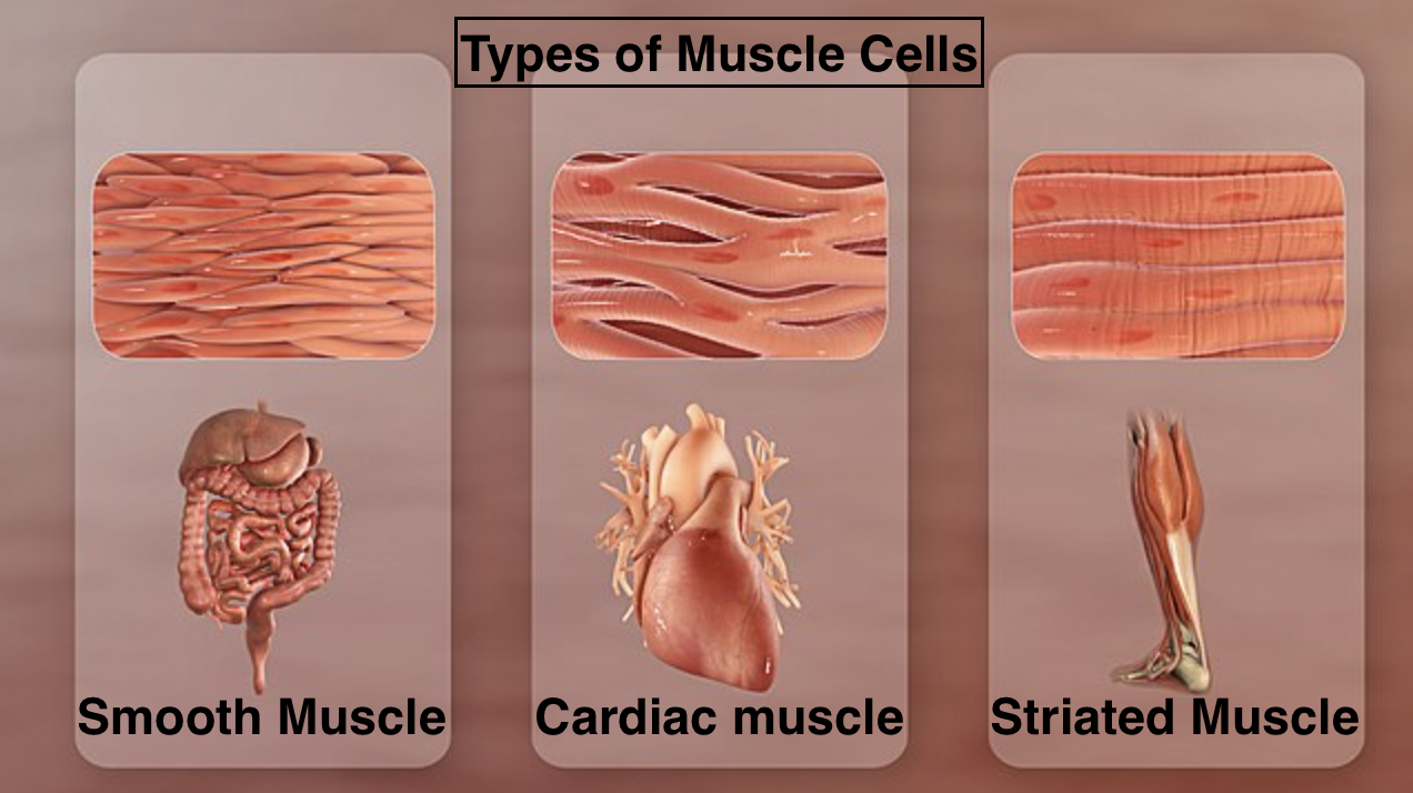 Types Of Involuntary Muscles