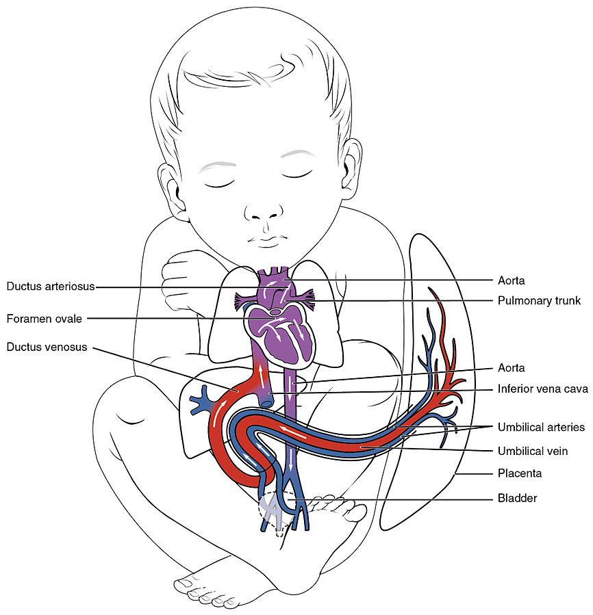 The pulmonary trunk and systemic aorta of the fetus, is connected by?a ...