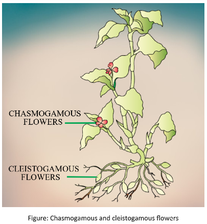 What are chasmogamous flowers? Can cross-pollination occur in ...