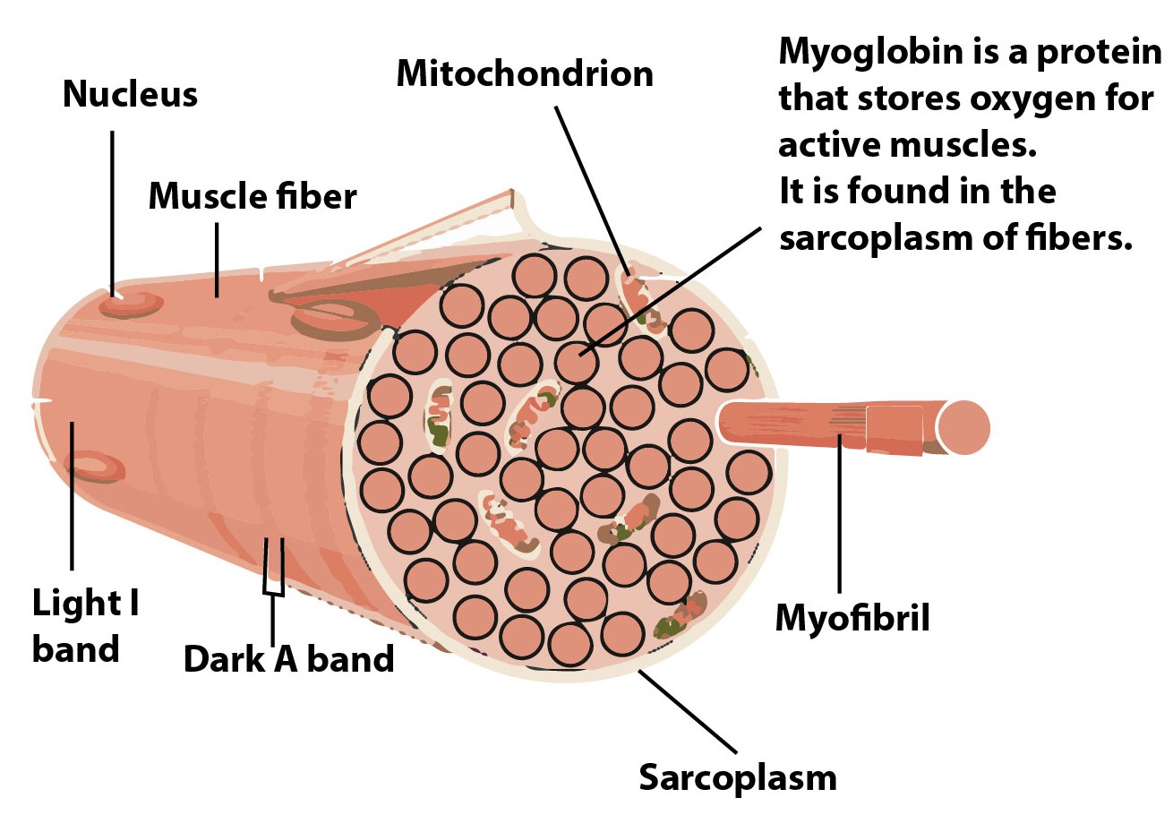 What Type Of Muscle Fibers Do Gamma Motor Neurons Innervate