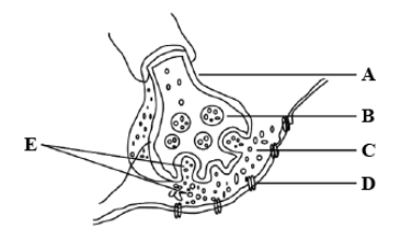 axon terminal diagram