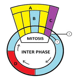 Given above is a schematic break-up of the phases\/stages of the cell ...