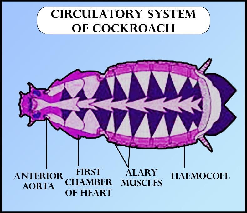 Which of the following lacks respiratory pigment in blood?A)EarthwormB