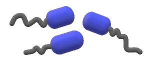 The shape of the bacteria shown in the figure is\n \n \n \n \n A ...