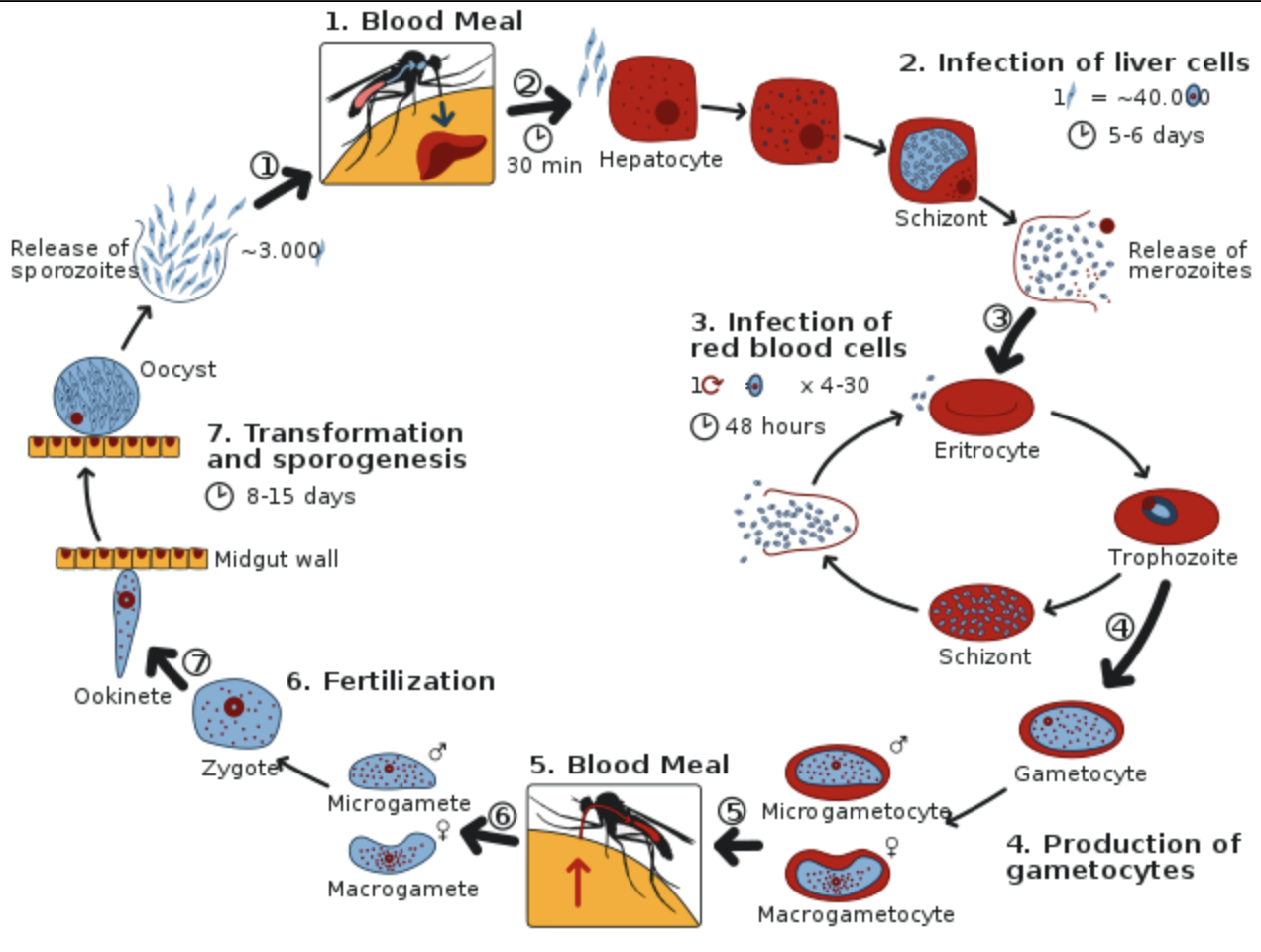 The mature infective stages of the malarial parasite class 12 biology CBSE