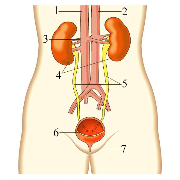 excretory system diagram labeled for kids