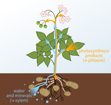 Which Of The Following Are Called Complex Tissues?a) Parenchyma And 