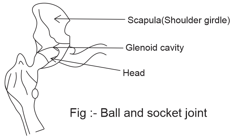 hinge joint diagram for kids