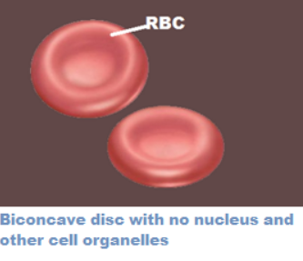 Golgi complex is not found in(A)Nerve cells(B)RBC's(C)Germ cells(D)All ...