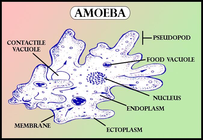 the-locomotory-structure-of-amoeba-is-a-cilia-b-flagella-c-pseudopodia