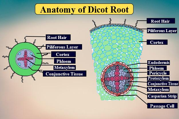 Exarch xylem is found inA. RootB. StemC. LeafD. Rachis