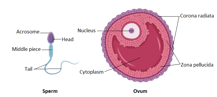 Write A Short Note On Ovum And Sperm 0023