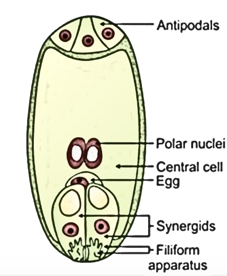 Identify 1, 2, 3, 4 and 5 structures shown in the figure of a female ...