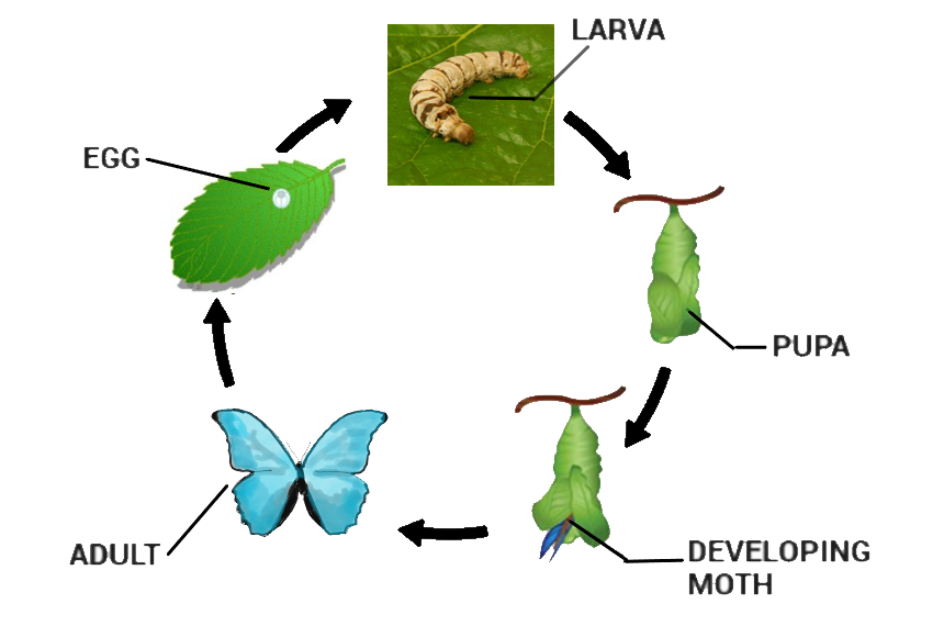 Name the life cycle of a silk moth in cyclic form.