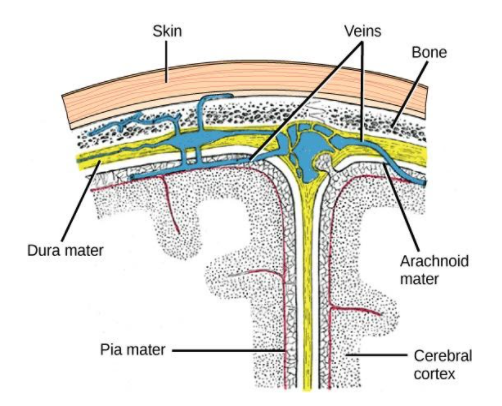 Name the three meninges in which the spinal cord is sheathed as the ...