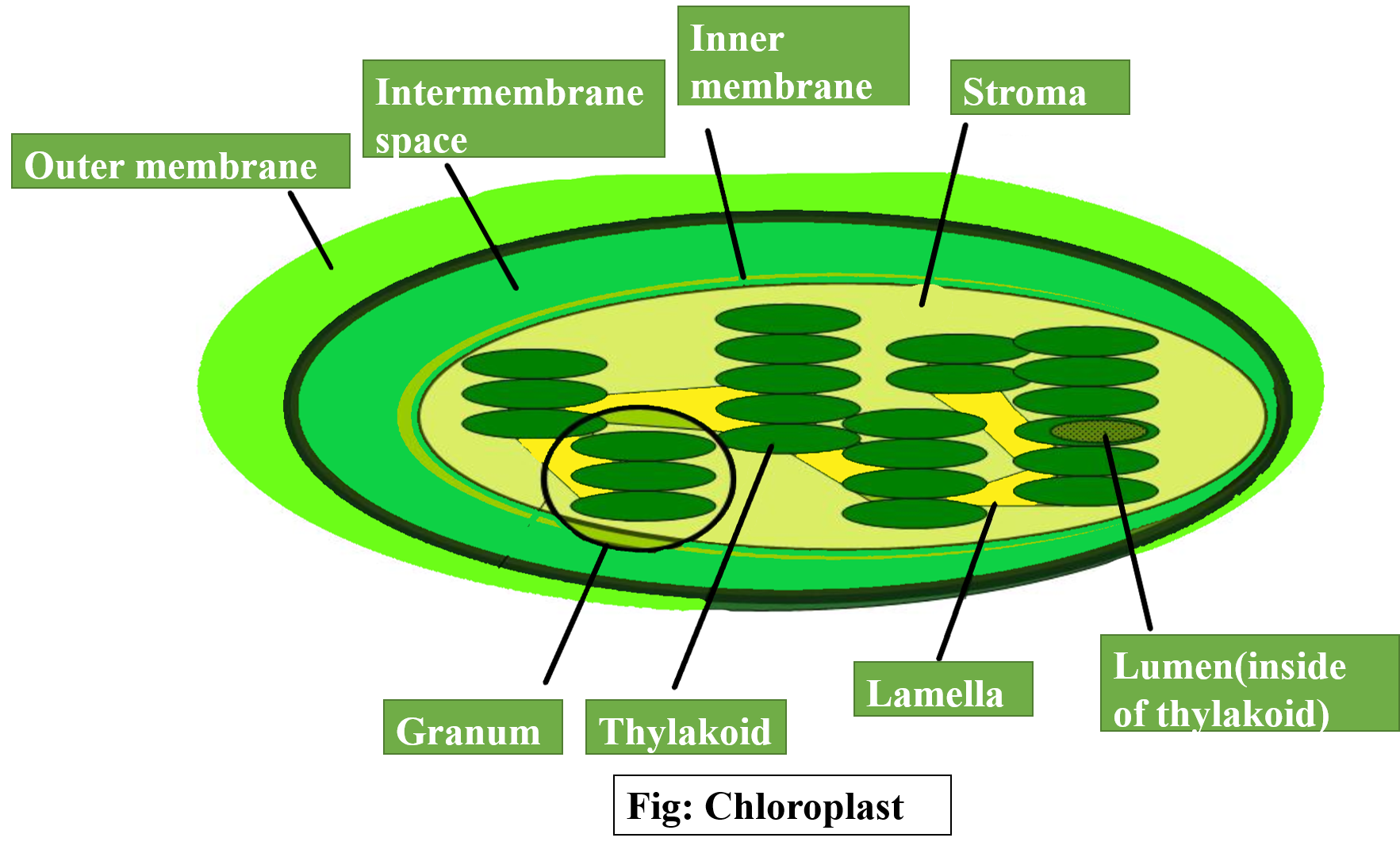 Extranuclear DNA Is Found In a Lysosome And Chloroplast b Chloroplast 