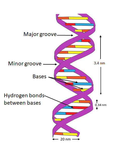 Explain the double helix structure of DNA with a labeled diagram.