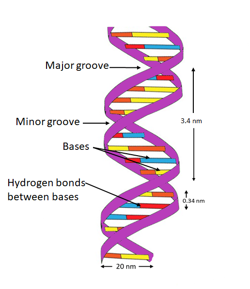 Explain The Double Helix Structure Of DNA With A Labeled Diagram 