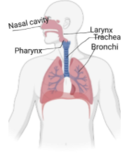 In Respiration, Air Passes Througha. Pharynx → Nasal Cavity → Larynx → 