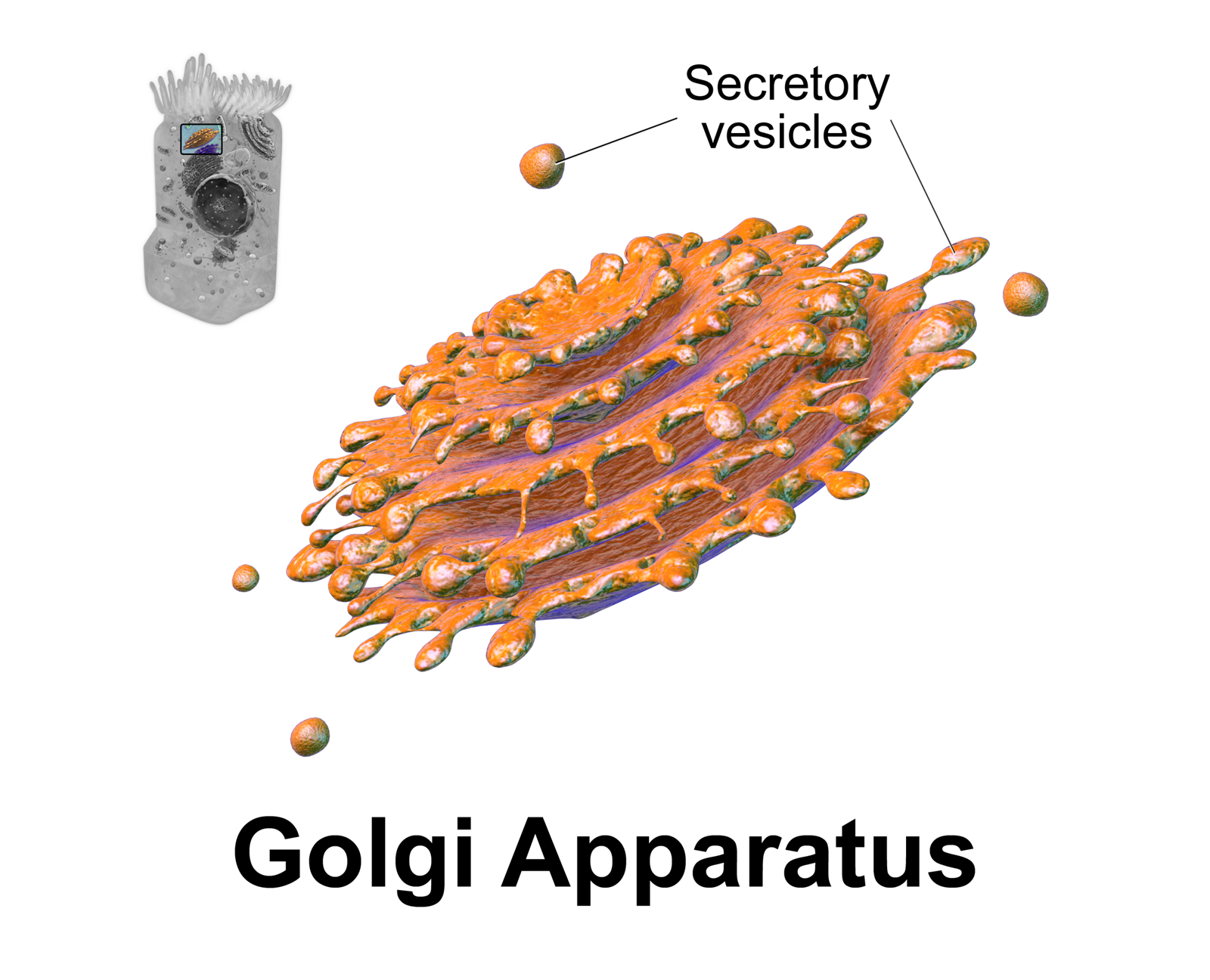 What Does The Golgi Apparatus Do In A Plant Cell 