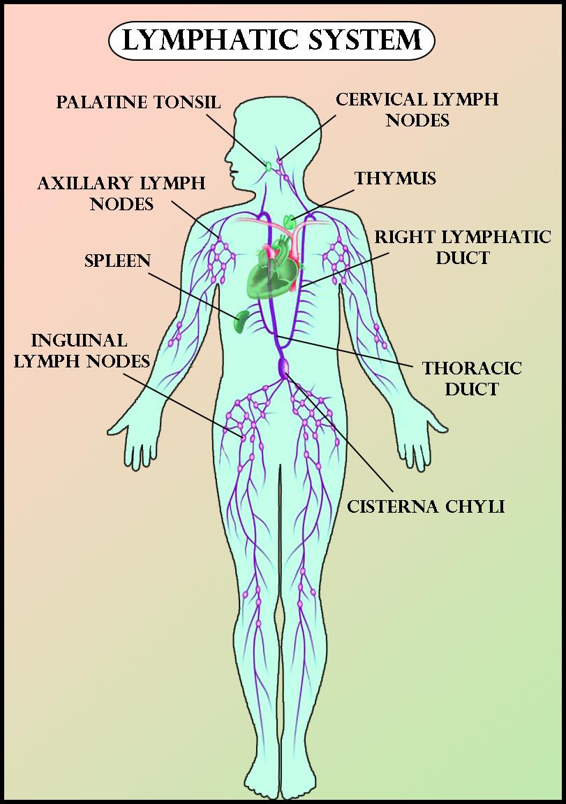 The Lymph Nodes And Lymphatic System