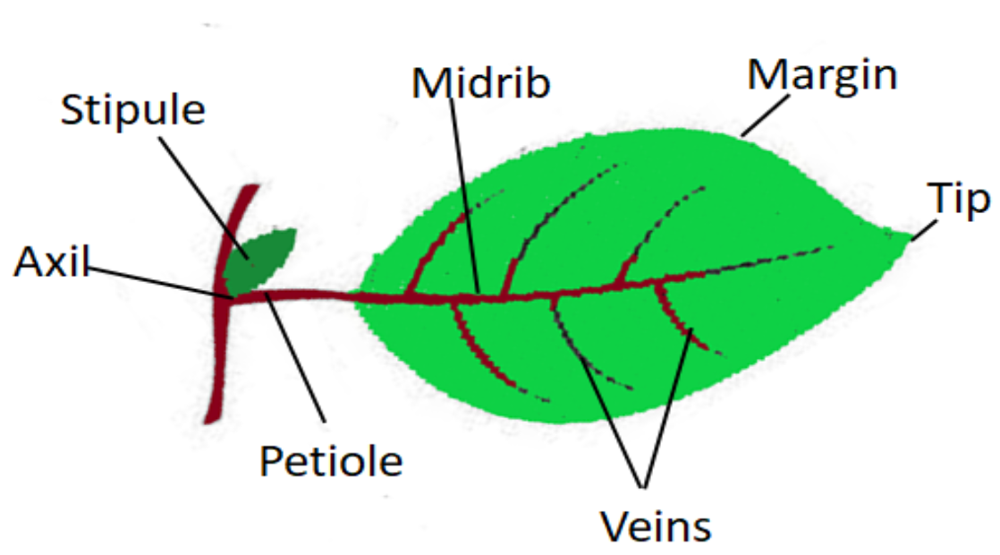 Which of the following are called food factories of the plants?(a ...