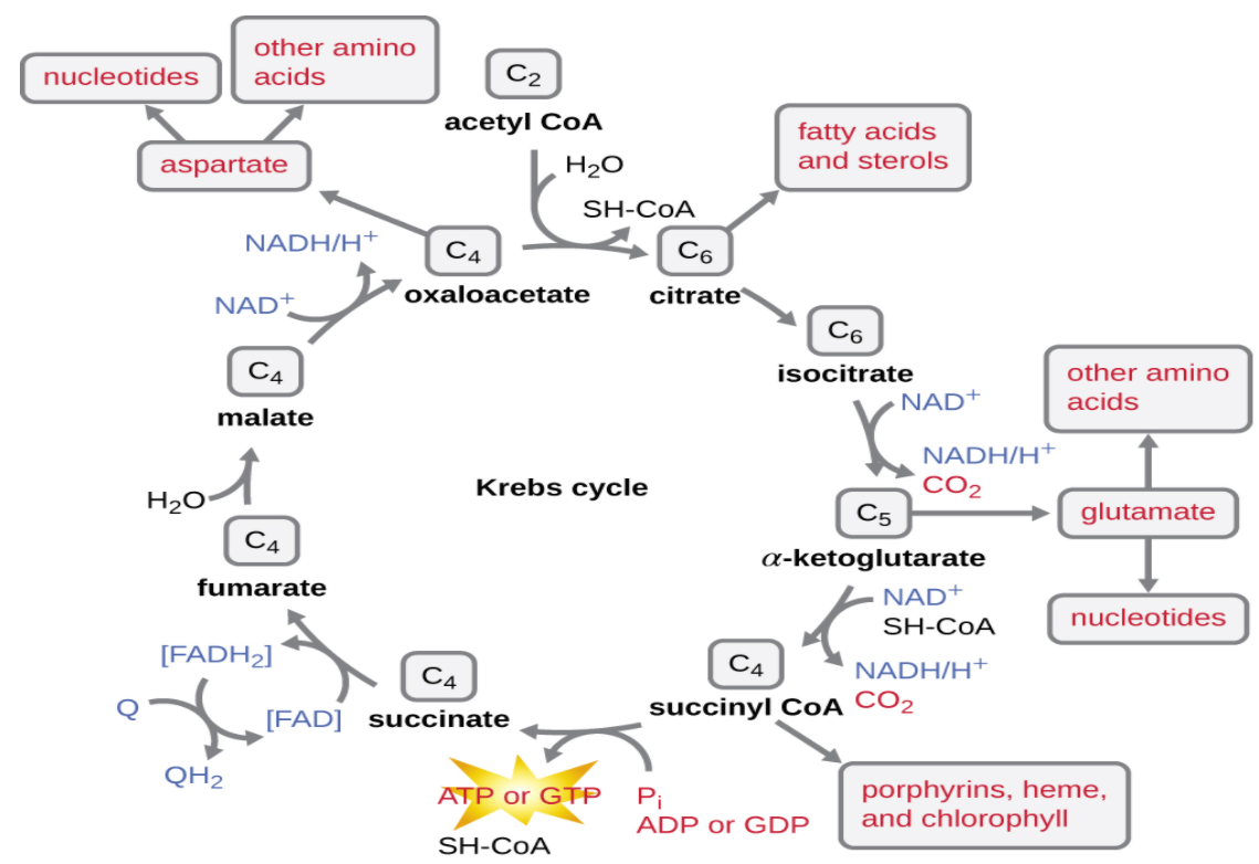 Give the schematic representation of an overall view of the Krebs cycles.