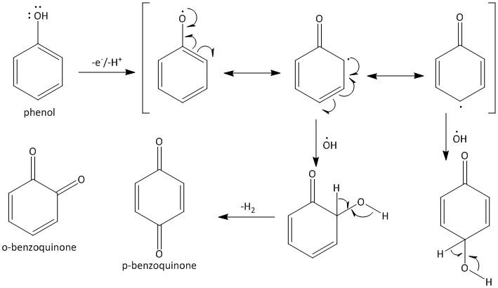 Phenol Oxidation Benzene Oxidized Quinone Chromium Trioxide Reaction ...