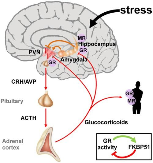 Name the principal mineralocorticoid secreted by the adrenal cortex ...