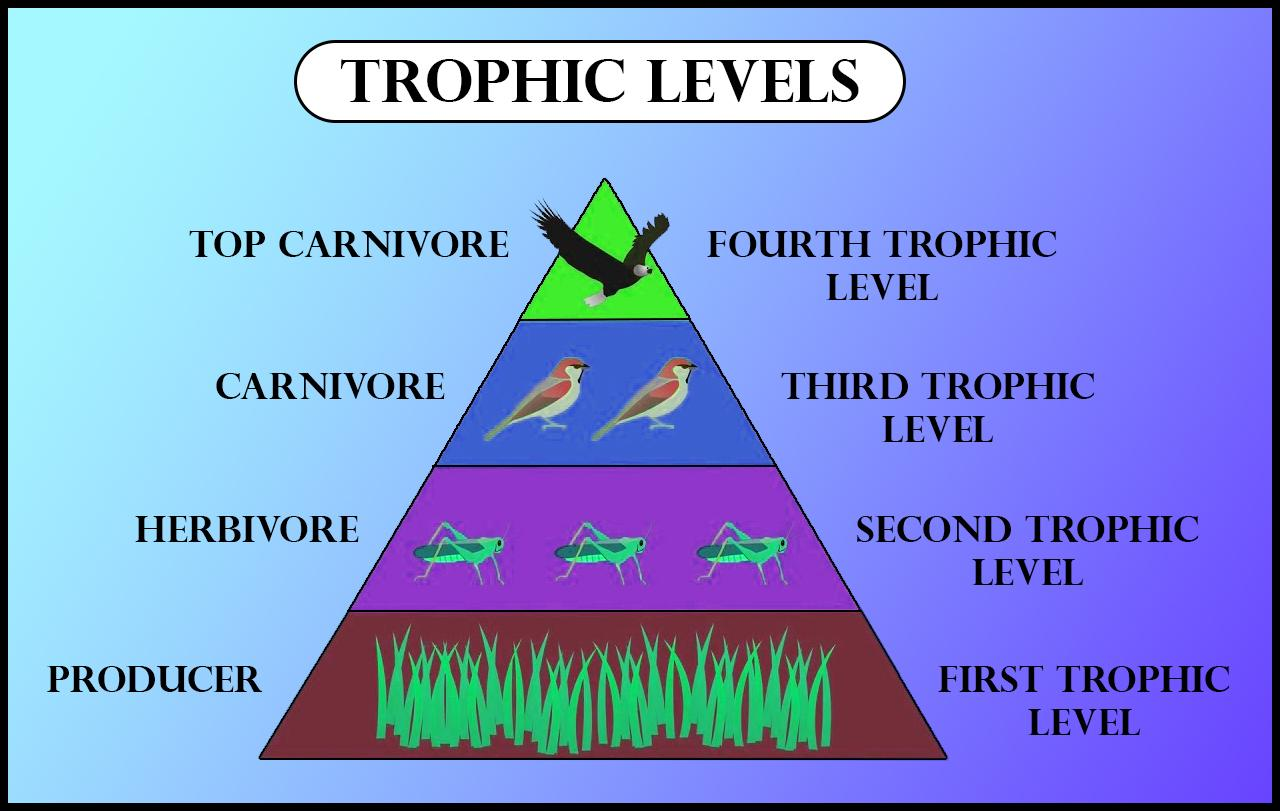 Trophic Structure Of Ecosystem | My XXX Hot Girl