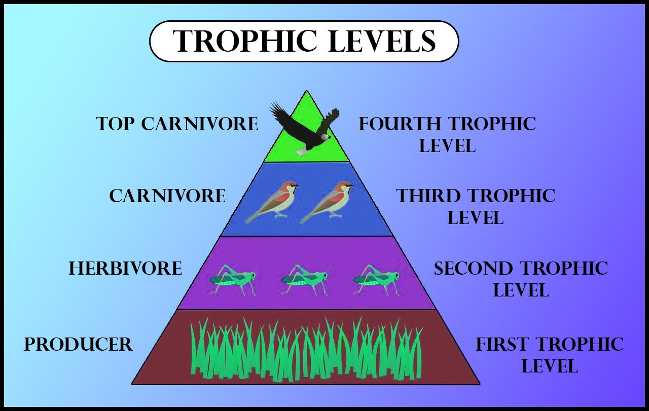 In an ecosystem second trophic level occupied by