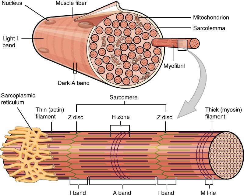 ATPase activity in muscle fibre lies withA. Light meromyosinB. Head of ...