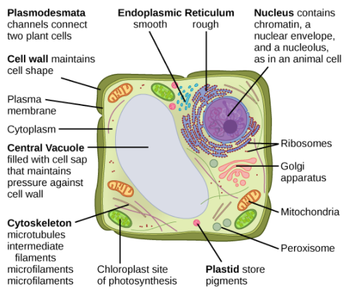 similarities and differences in plant and animal cells