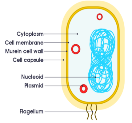 In what respect do you consider bacteria as simple organisms?