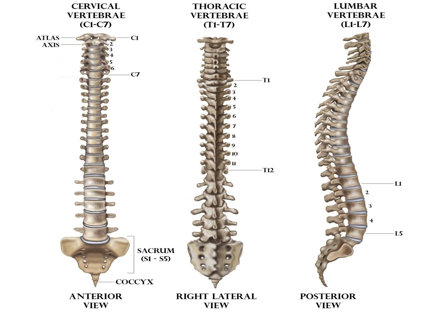 The Backbone Is Not A Single Bone It Is Made Of Bones a 33 b 