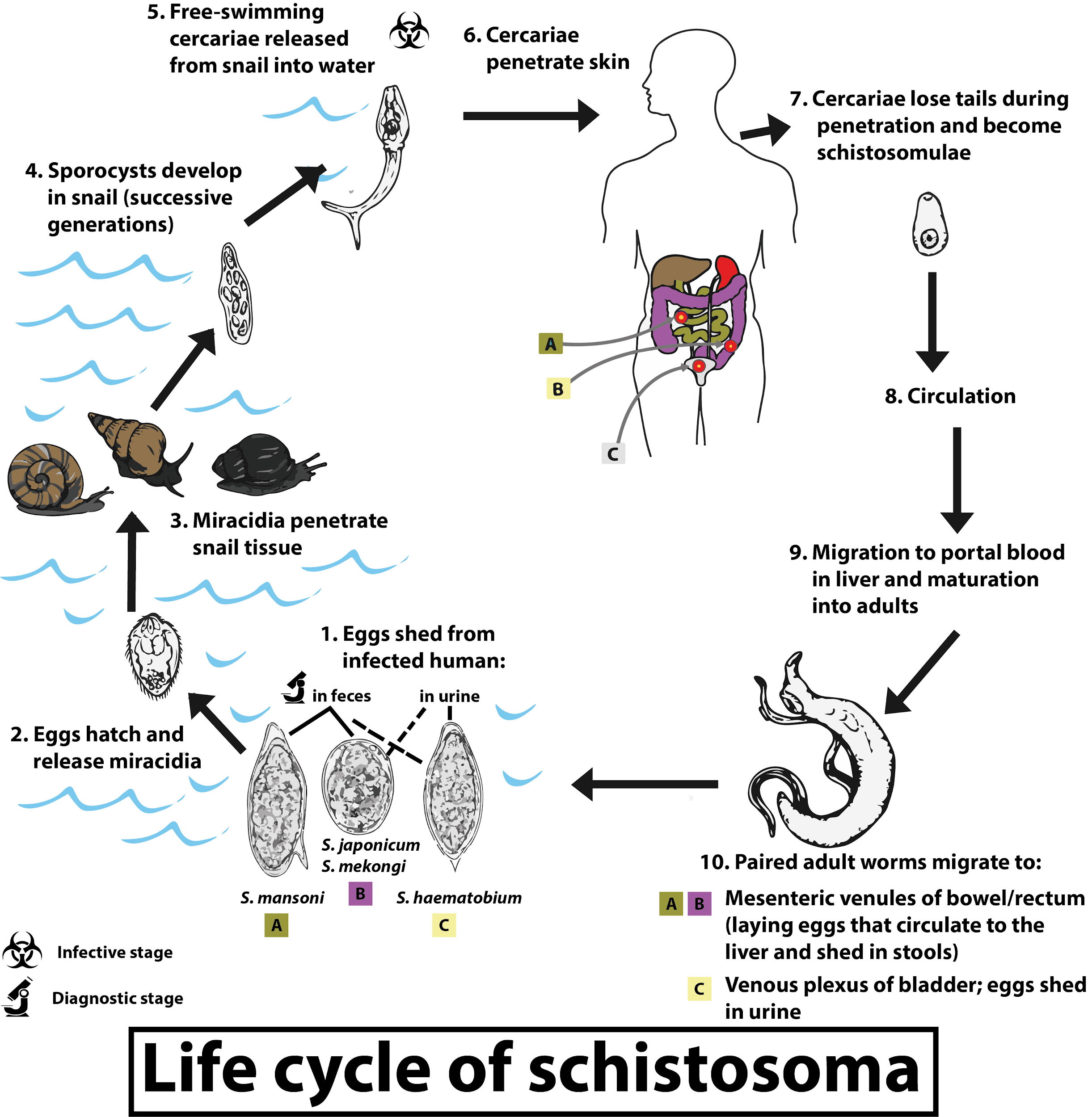 The intermediate host of Schistosoma is (a)Snail(b)Mosquito(c)Housefly ...