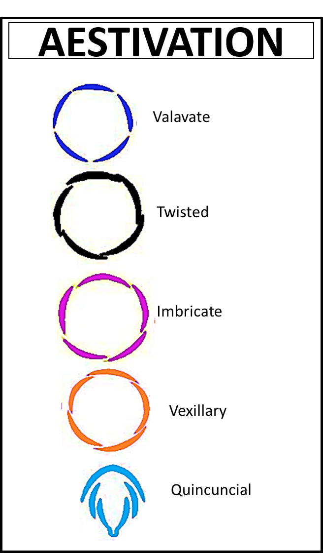 What is quincuncial aestivation?