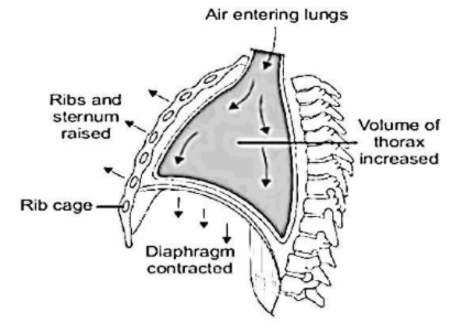 At the time of expiration, diaphragm becomesa) Obliqueb) Normalc ...