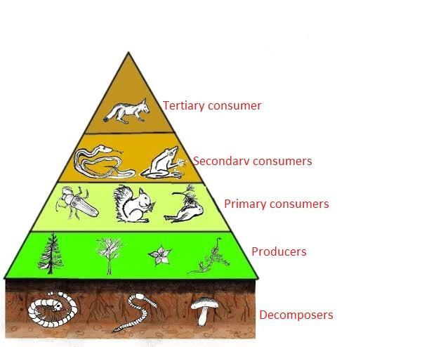 which of the following is the primary consumer in the maize field ...