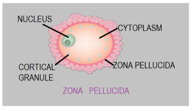 Noncellular layer is(A)Theca is interna(B)Membrana granulosa(C)Corona ...