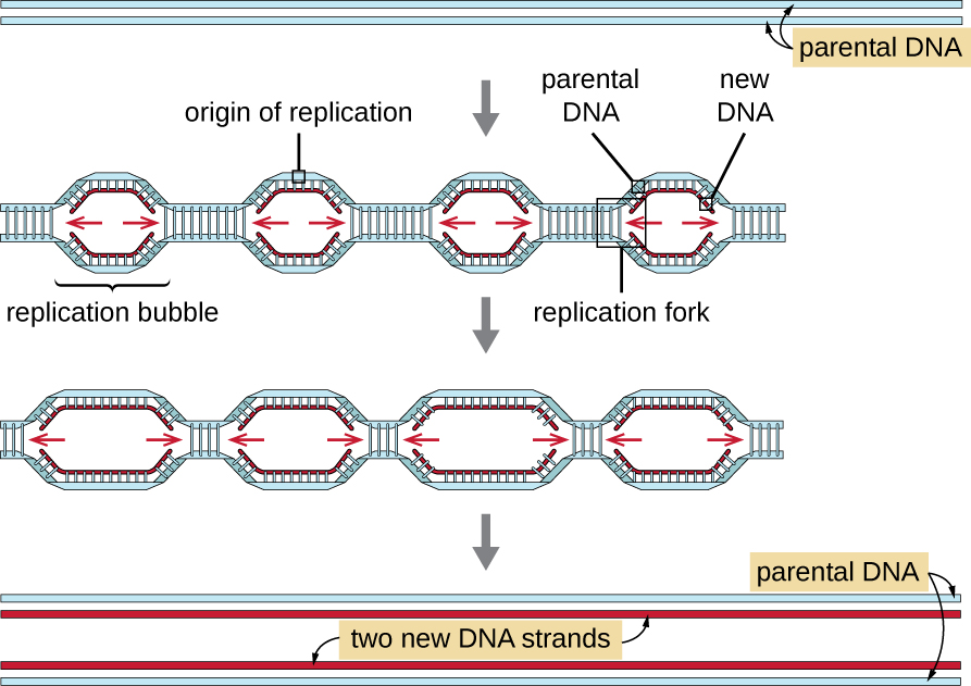 What Is The Origin Of Replication State Its Function 