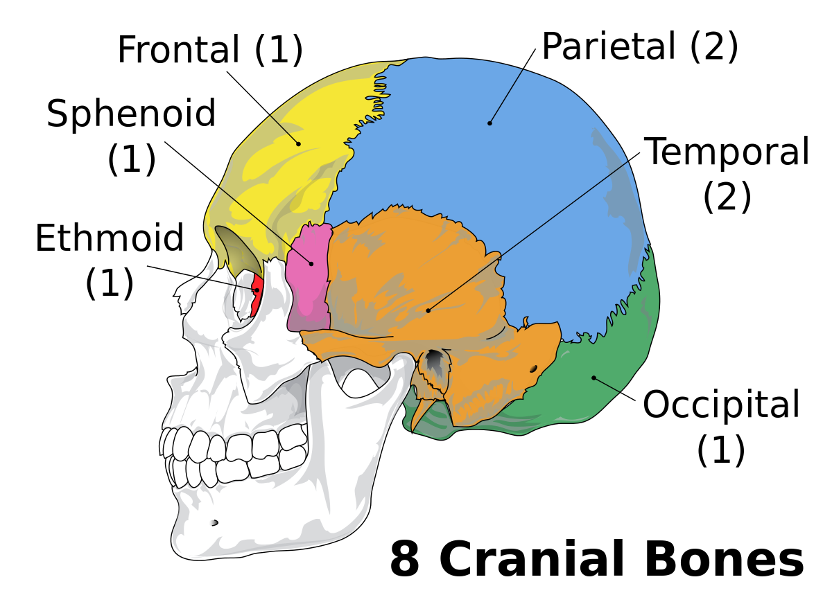 Skull and bones читы