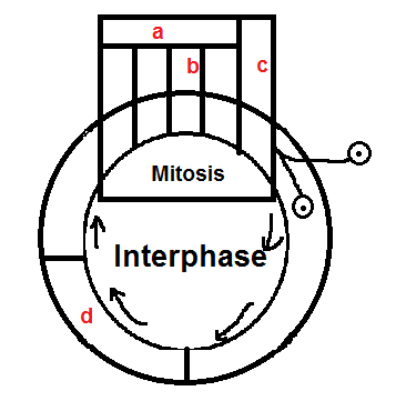 The given figure is a schematic break–up of the phases\/stages of the ...