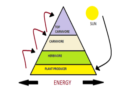 Path of energy flow in an ecosystem isA. Herbivores Producers ...